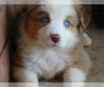 Small Photo #16 Australian Shepherd Puppy For Sale in OZARK, AR, USA