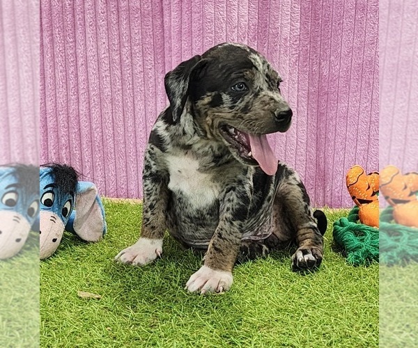 Medium Photo #11 Catahoula Leopard Dog Puppy For Sale in CUMBY, TX, USA