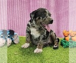 Small #10 Catahoula Leopard Dog