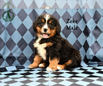 Puppy Zeke Bernese Mountain Dog