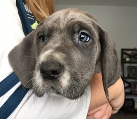 Great Dane Puppy for sale in DECATUR, IN, USA
