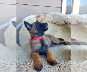 Belgian Malinois Puppy for sale in OCEANSIDE, CA, USA