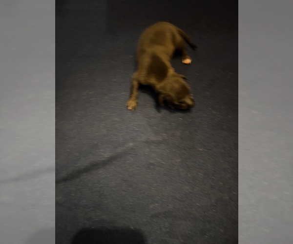 Medium Photo #1 Italian Greyhound Puppy For Sale in STILLWATER, OK, USA