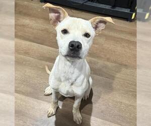 American Staffordshire Terrier Dogs for adoption in San Antonio, TX, USA