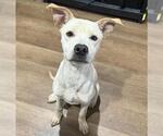 Small American Staffordshire Terrier