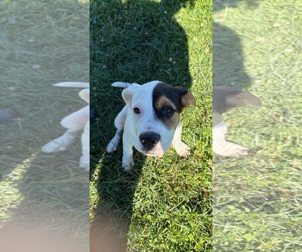 Medium Photo #5 Borador Puppy For Sale in Unionville, PA, USA