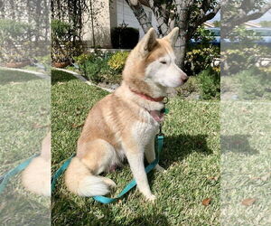 Coco - Female Siberian Husky-Unknown Mix Dog for Adoption - Photo #5