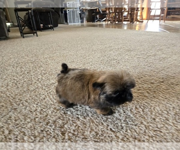 Medium Photo #5 Shih Tzu Puppy For Sale in CARLYLE, IL, USA