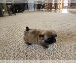 Small #4 Shih Tzu