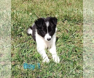 Border Collie Puppy for sale in WEST LIBERTY, KY, USA