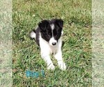 Small Border Collie