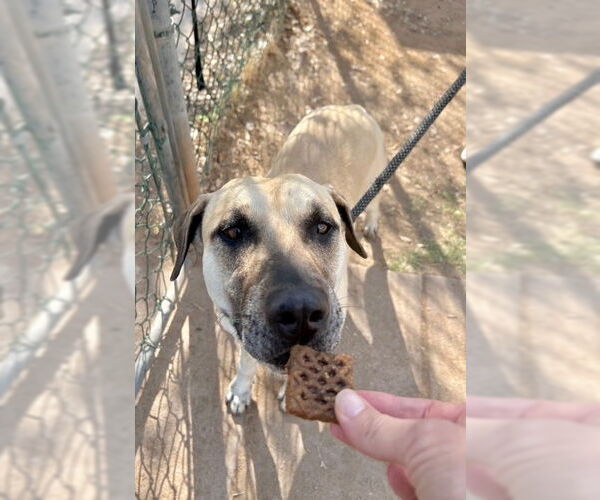 Medium Photo #5 Black Mouth Cur-Unknown Mix Puppy For Sale in phoenix, AZ, USA