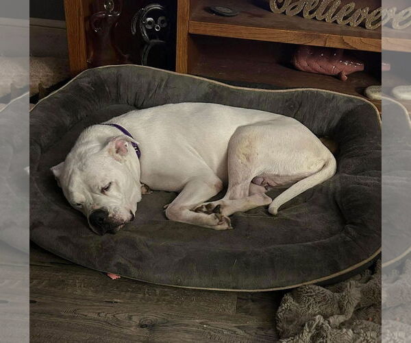 Medium Photo #4 American Bulldog-Unknown Mix Puppy For Sale in Spotsylvania, VA, USA