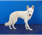 Small Photo #2 Gerberian Shepsky Puppy For Sale in Pasadena, CA, USA
