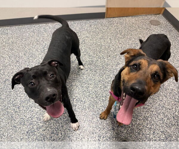 Medium Photo #7 Mutt Puppy For Sale in Bemidji, MN, USA