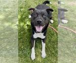 Small #1 Labrador Retriever-Siberian Husky Mix