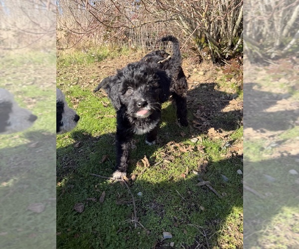 Medium Photo #9 Goldador Doodle Puppy For Sale in YELM, WA, USA