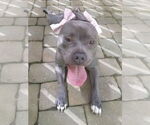 Small #1 American Pit Bull Terrier