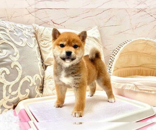 Medium Photo #5 Shiba Inu Puppy For Sale in SEATTLE, WA, USA