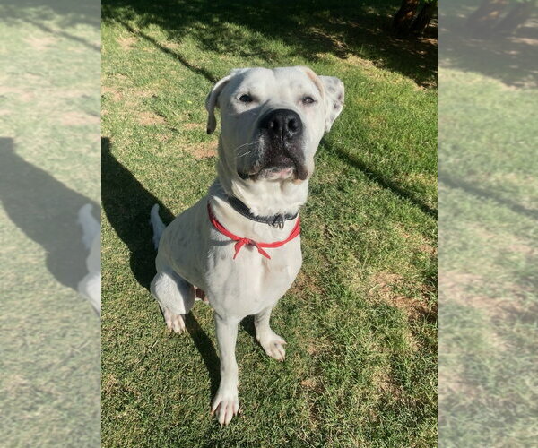 Medium Photo #8 Boxer-Dalmatian Mix Puppy For Sale in Chandler, AZ, USA