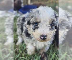 Aussie-Poo-Aussiedoodle Miniature Mix Puppy for sale in TAYLOR, TX, USA