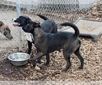 Small #7 Labrador Retriever