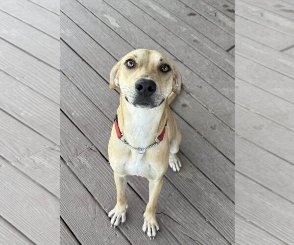 Medium Photo #2 Labrador Retriever-Unknown Mix Puppy For Sale in Fort Worth, TX, USA