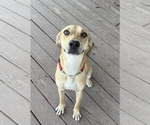 Honey - Female Labrador Retriever-Unknown Mix Dog for Adoption - Photo #2