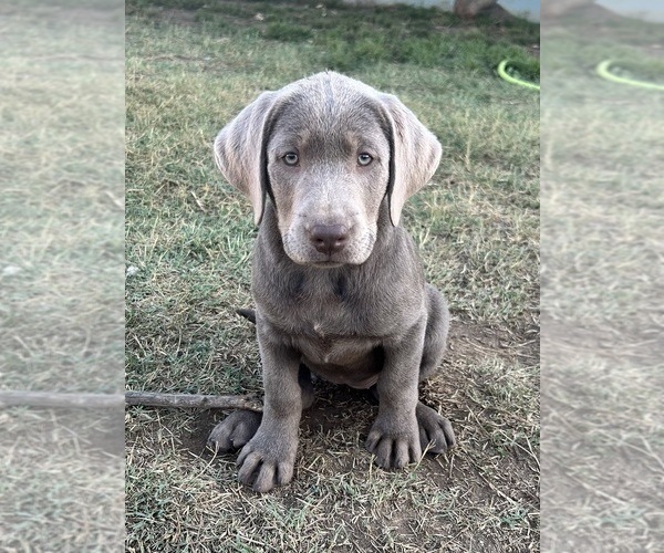Medium Photo #4 Labrador Retriever Puppy For Sale in SANTA MARIA, CA, USA