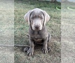 Small #3 Labrador Retriever