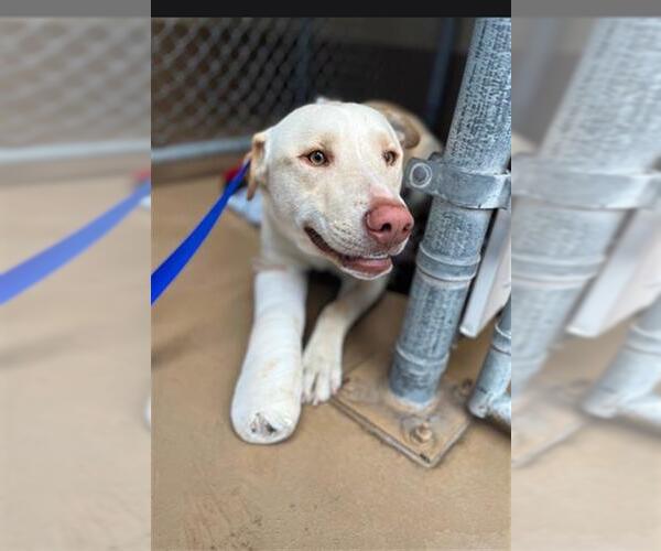 Medium Photo #1 Labrador Retriever-Unknown Mix Puppy For Sale in Chula Vista, CA, USA