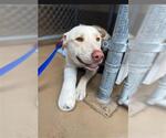 CHUEY - Male Labrador Retriever-Unknown Mix Dog for Adoption - Small photo