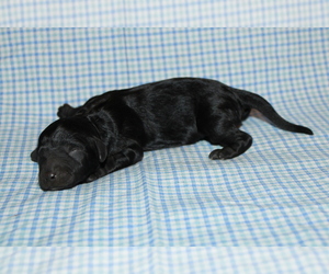 Goldendoodle (Miniature) Puppy for sale in BLMGTN, IN, USA