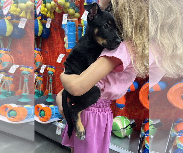 Medium Photo #2 Jack Russell Terrier Puppy For Sale in The Woodlands, TX, USA