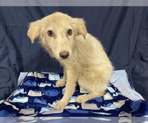 Australian Shepherd-Unknown Mix Dogs for adoption in Modesto, CA, USA