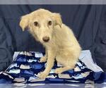 Small Australian Shepherd Mix