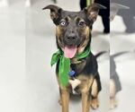 Small Rottweiler Mix