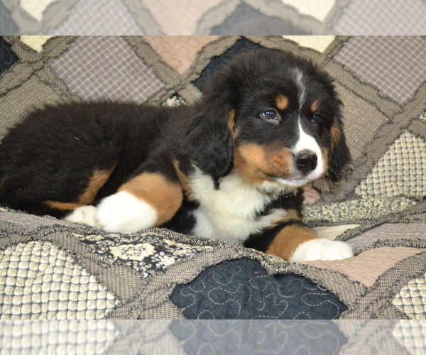 Medium Photo #5 Bernese Mountain Dog Puppy For Sale in GREENWOOD, WI, USA