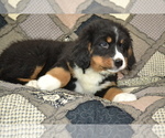 Small #4 Bernese Mountain Dog