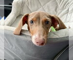 Summit - Male Dachshund Dog for Adoption - Small photo