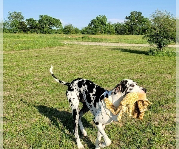 Medium Photo #1 Irish Dane Puppy For Sale in WOLFE CITY, TX, USA