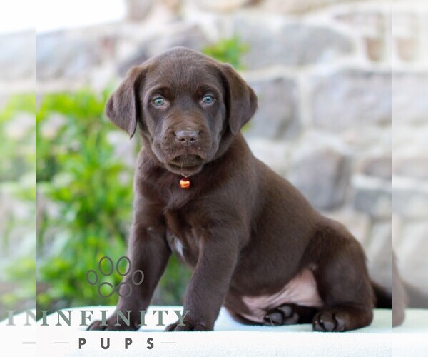 Medium Photo #3 Labrador Retriever Puppy For Sale in MORGANTOWN, PA, USA