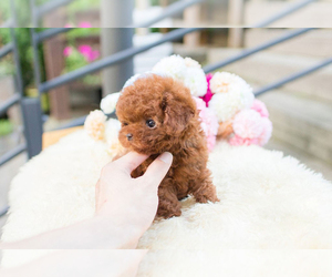 Medium Poodle (Toy)