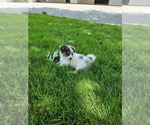 Small #5 Chihuahua