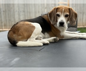 Father of the Beagle puppies born on 05/10/2026