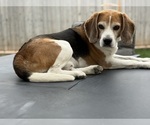 Small Photo #1 Beagle Puppy For Sale in COLORADO SPRINGS, CO, USA