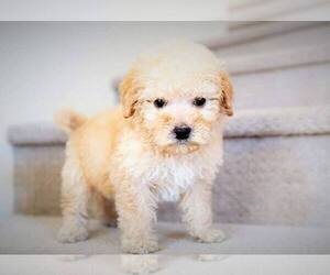 Poochon Puppy for sale in FULLERTON, CA, USA