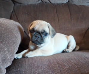 Pug Litter for sale in FALL CREEK, WI, USA