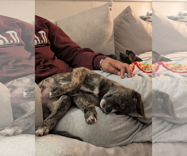 Medium Photo #9 Mutt Puppy For Sale in Laramie, WY, USA