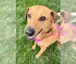 Small #2 Australian Shepherd Mix